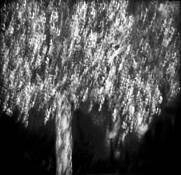 Radiance by Diane Kaye