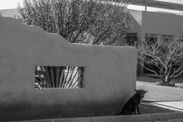 Guard by John H. Cho