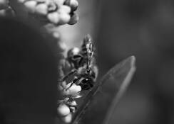 Bee by Justin Ciccarello