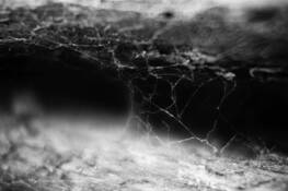 Lost by J.M. Almqvist