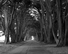 Cypress Tree Tunnel at KPH Radio Station by James P. Sweeney