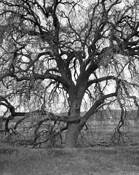 Oak Tree Along the Salinas River by James P. Sweeney
