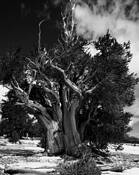 Bristlecone Pine at Patriarch Grove by James P. Sweeney