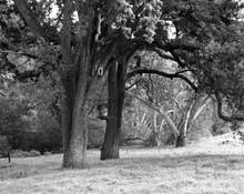 Oaks & Sycamores by James P. Sweeney