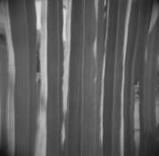 Cacti Columns by Nathaniel Magnuson