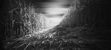 Harvest Gathering by Martin Ludl
