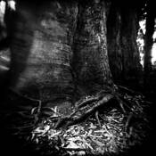 Untitled 2 From the Series Trees by Geoff Delanoy