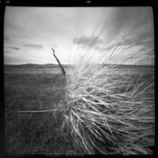 Rye Grass by Tom Ferris