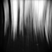 Trees by Tom Kirkendall