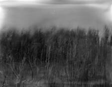 Reeds by Daniel Masci