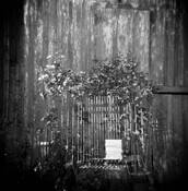 Dreamfence by Steve Condiotti