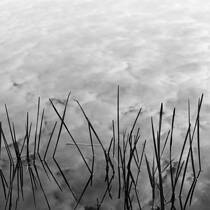 Reeds