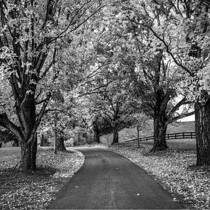 Autumn Leaves