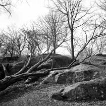 Tree Rocks