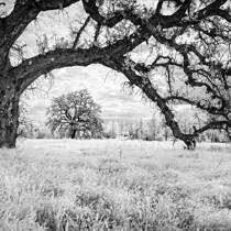 Valley Oaks Trail IR #1