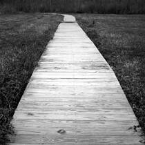 Boardwalk Through the Field