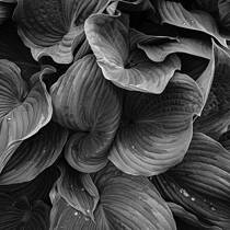 Variegated Hosta