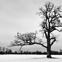 Mona's Oak