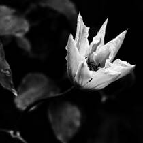 Clematis Vancouver Start #7