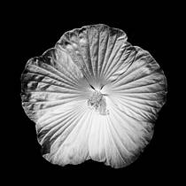 Flower Portrait - Hibiscus