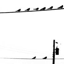 Birds on Wire