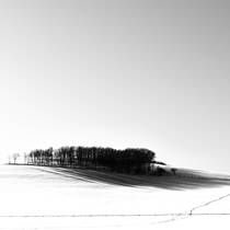 Trees on a Hill