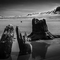 A Distant Memory of Trees