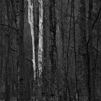 American Sycamore