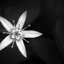 Jade Flower