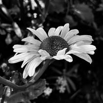 Daisy