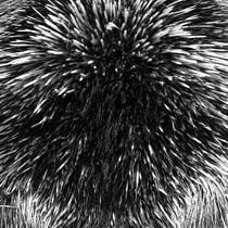Porcupine