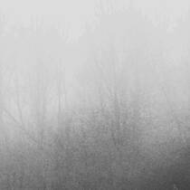 Branches in Fog