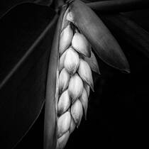 Plant Study