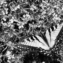 Butterfly in the Sun
