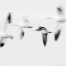 Snow Geese in Flight