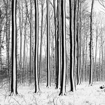 Oreo Trees