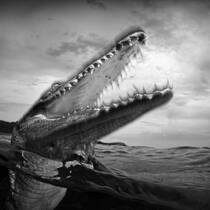 Moment Before Impact