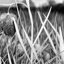 Wild Tulip With Spider