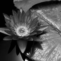 Waterlily