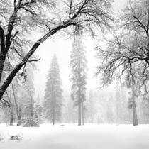 Arching Oaks in Winter