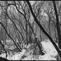 Trees #1