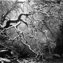 Mystic Forest
