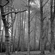 Fog in Forest