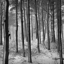 Woods in Snow