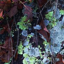 Natures Abstract 2400