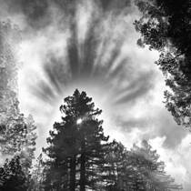 Tree Halo