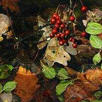 Fall Leaves 1, Studio Montage