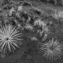 Yucca