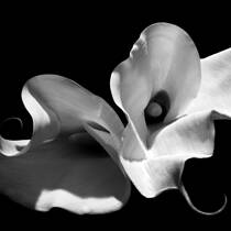 Callas