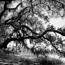 Live Oaks at Ocella Creek